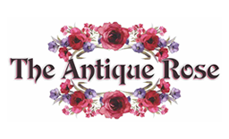 antique-rose-v4sa.png